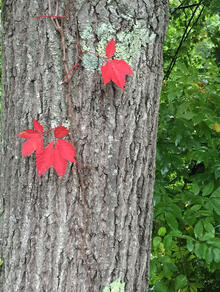 The Last Leaf 16x20 $75